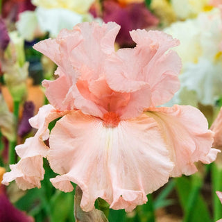 Magical Bearded Iris