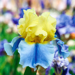 Bearded Iris