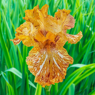 Tiger Honey Iris Bearded