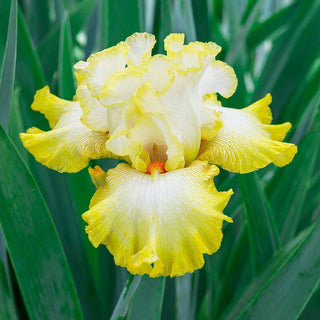 Zesting Lemons Bearded Iris