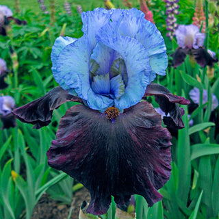 Better Together Bearded Iris