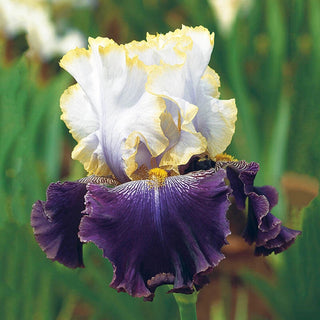 Bearded Iris Slovak Prince