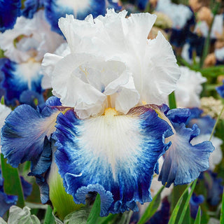 Alsea Falls Bearded Iris