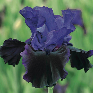 Midnight Treat Bearded Iris