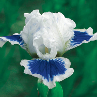 Open Your Eyes Dwarf Bearded Iris