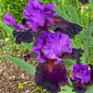 Im Back Reblooming Bearded Iris