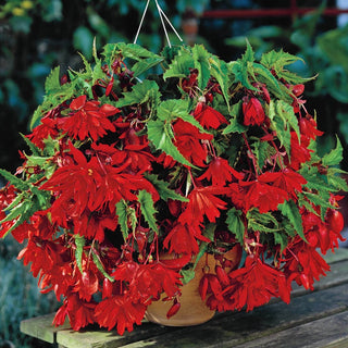 Cascade Begonia Scarlet