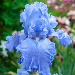 Open Ocean Reblooming Tall Bearded Iris