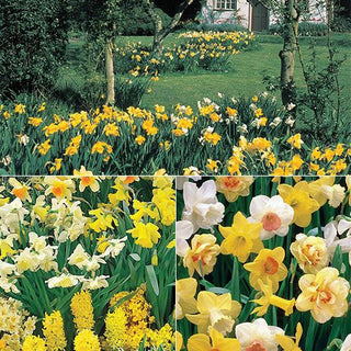 3 Months Of Mixed Daffodils