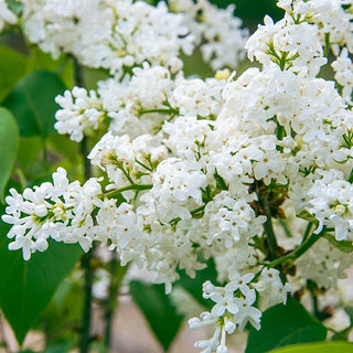 Snowy Beach Party Lilac