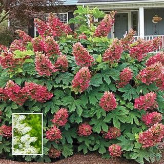 Ruby Slippers Dwarf Oakleaf Hydrangea