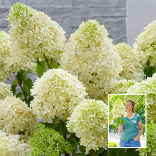 Skyfall Hydrangea