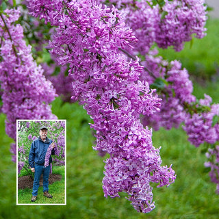 Lilac Sunday Lilac