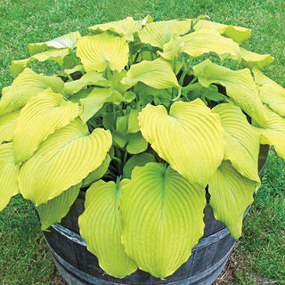 Banana Kid Hosta