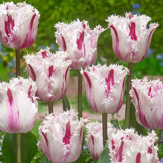 Fringed Tulip Bulbs