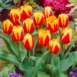 Keizerskroon Tulip