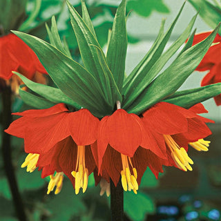 Rubra Maxima Crown Imperial