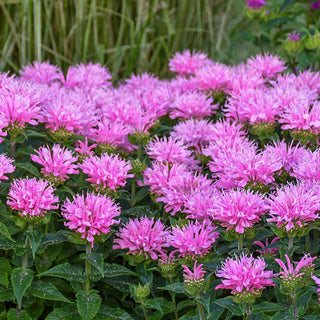 Pink Frosting Bee Balm