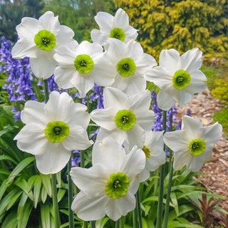 Small Cupped Daffodils