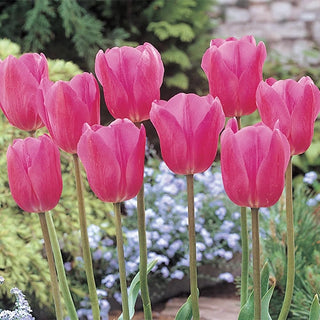 Don Quichotte Tulip Super Sak