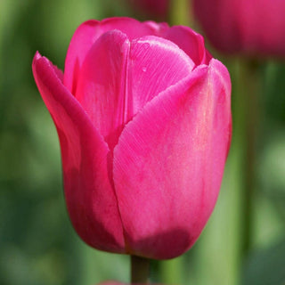 Don Quichotte Tulip Super Sak