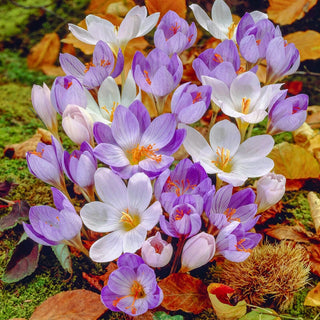 Fall Blooming Crocus Mixture