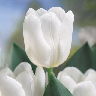 The Ice Princess Tulip