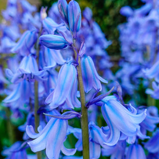 Spanish Bluebells