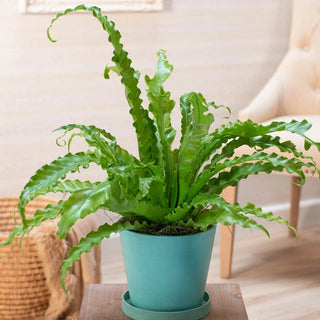 Victoria Birds Nest Fern