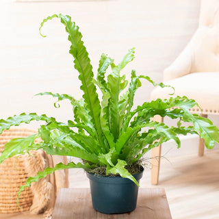 Victoria Birds Nest Fern