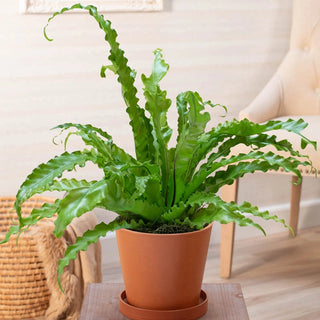 Victoria Birds Nest Fern