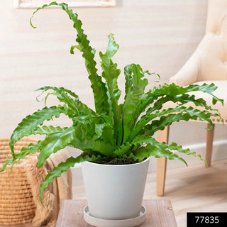 Victoria Birds Nest Fern