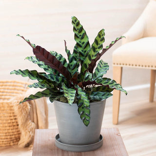 Rattlesnake Plant