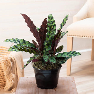 Rattlesnake Plant