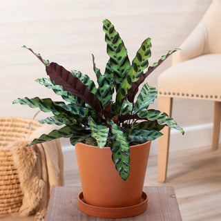 Rattlesnake Plant