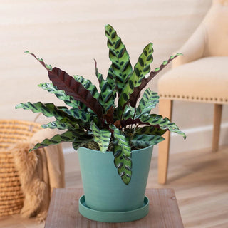 Rattlesnake Plant