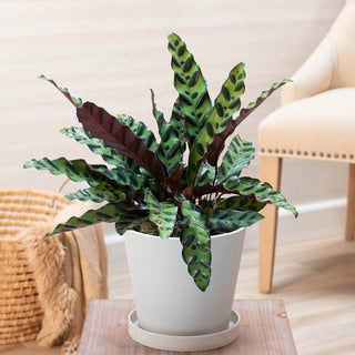 Rattlesnake Plant