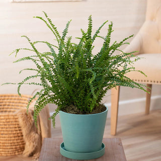 Lemon Button Fern