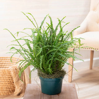 Lemon Button Fern