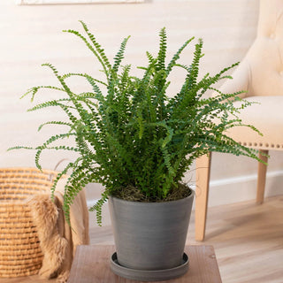 Lemon Button Fern