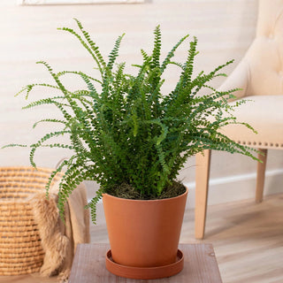 Lemon Button Fern