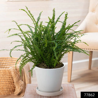 Lemon Button Fern