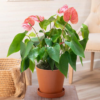 Dutch Pink Anthurium