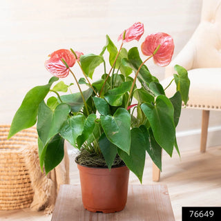 Dutch Pink Anthurium