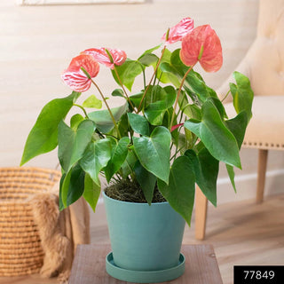 Dutch Pink Anthurium