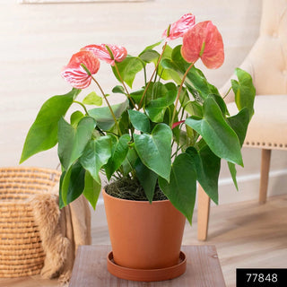 Dutch Pink Anthurium