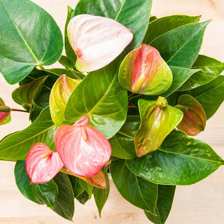 Dutch Pink Anthurium