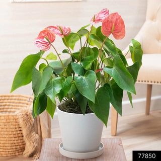 Dutch Pink Anthurium