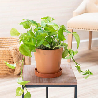 Golden Pothos