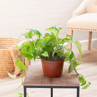 Golden Pothos